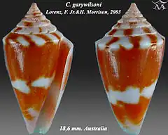 Description de l'image Conus garywilsoni 1.jpg.
