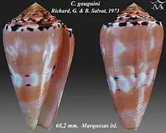 Description de l'image Conus gauguini 1.jpg.