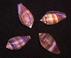Description de l'image Conus glans.shell001.jpg.