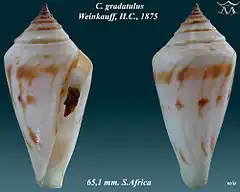 Description de l'image Conus gradatulus 1.jpg.