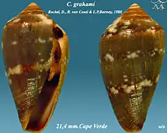 Description de l'image Conus grahami 1.jpg.