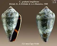 Description de l'image Conus grahami longilineus 1.jpg.