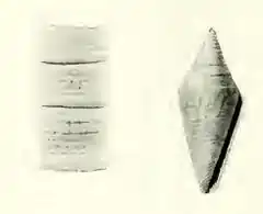 Description de l'image Conus gratacapii 001.jpg.