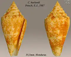 Description de l'image Conus harlandi 1.jpg.