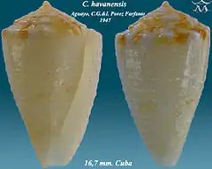 Description de l'image Conus havanensis 1.jpg.
