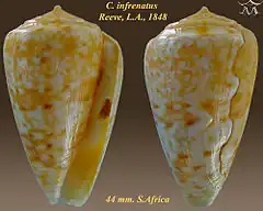 Description de l'image Conus infrenatus 1.jpg.