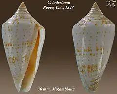 Description de l'image Conus iodostoma 1.jpg.