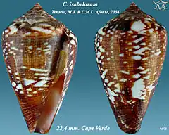 Description de l'image Conus isabelarum 1.jpg.