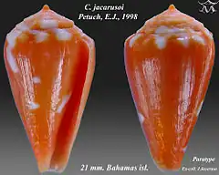 Description de l'image Conus jacarusoi 1.jpg.