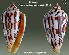 Description de l'image Conus janus 1.jpg.