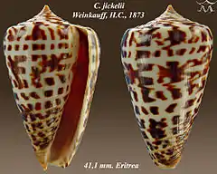 Description de l'image Conus jickelii 1.jpg.