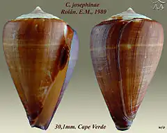 Description de l'image Conus josephinae 1.jpg.