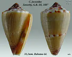 Description de l'image Conus jucundus 1.jpg.