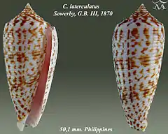 Description de l'image Conus laterculatus 1.jpg.