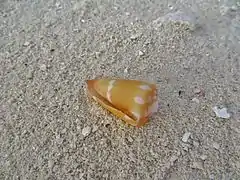 Une coquille de Conus lithoglyphus échouée sur une plage.