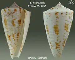 Description de l'image Conus lizardensis 1.jpg.
