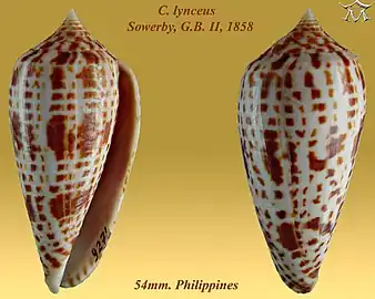 Conus lynceus Sowerby, G.B. II, 1858.