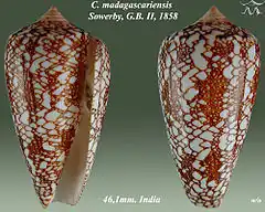 Description de l'image Conus madagascariensis 1.jpg.
