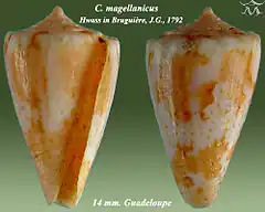 Description de l'image Conus magellanicus 1.jpg.