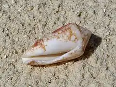 Un cône magnifique (Conus magnificus), échoué sur la plage.