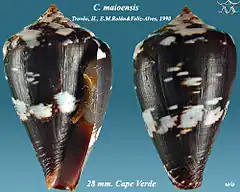 Description de l'image Conus maioensis 1.jpg.