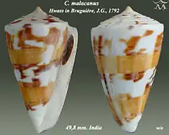 Description de l'image Conus malacanus 1.jpg.