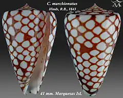 Description de l'image Conus marchionatus 1.jpg.