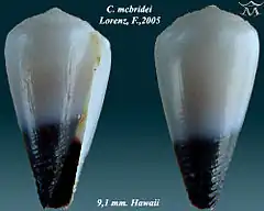 Description de l'image Conus mcbridei 1.jpg.
