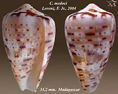Description de l'image Conus medoci 1.jpg.