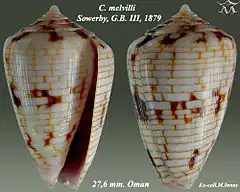 Description de l'image Conus melvilli 1.jpg.