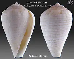 Description de l'image Conus micropunctatus 1.jpg.