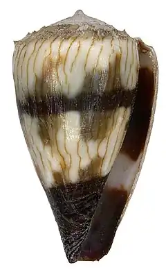 Description de l'image Conus miles Linné, 1758 (4334804290).jpg.