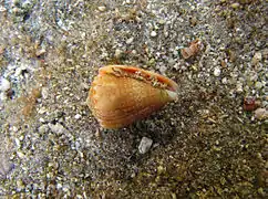 Conus miliaris