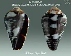 Description de l'image Conus miruchae 1.jpg.