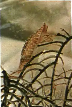 Description de l'image Conus moluccensis marielae.png.