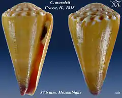 Description de l'image Conus moreleti 1.jpg.