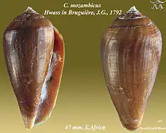 Description de l'image Conus mozambicus 1.jpg.