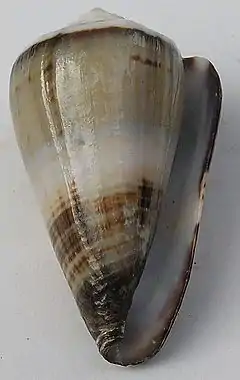 Description de l'image Conus muriculatus 002.jpg.