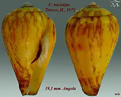 Description de l'image Conus naranjus 1.jpg.