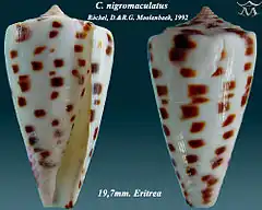 Description de l'image Conus nigromaculatus 1.jpg.