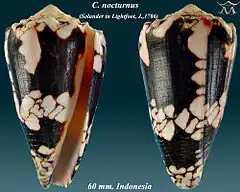 Description de l'image Conus nocturnus 1.jpg.