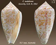 Description de l'image Conus nodulosus 1.jpg.