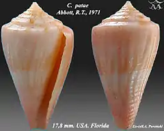 Description de l'image Conus patae 1.jpg.