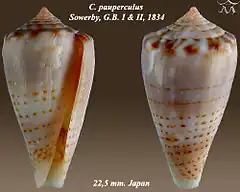 Description de l'image Conus pauperculus 1.jpg.