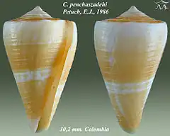Description de l'image Conus penchaszadehi 1.jpg.