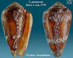 Description de l'image Conus pennaceus 1.jpg.