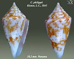 Description de l'image Conus philippii 1.jpg.