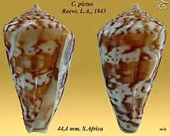 Description de l'image Conus pictus 1.jpg.