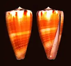 Description de l'image Conus planorbis.shell001.jpg.