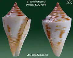 Description de l'image Conus portobeloensis 1.jpg.
